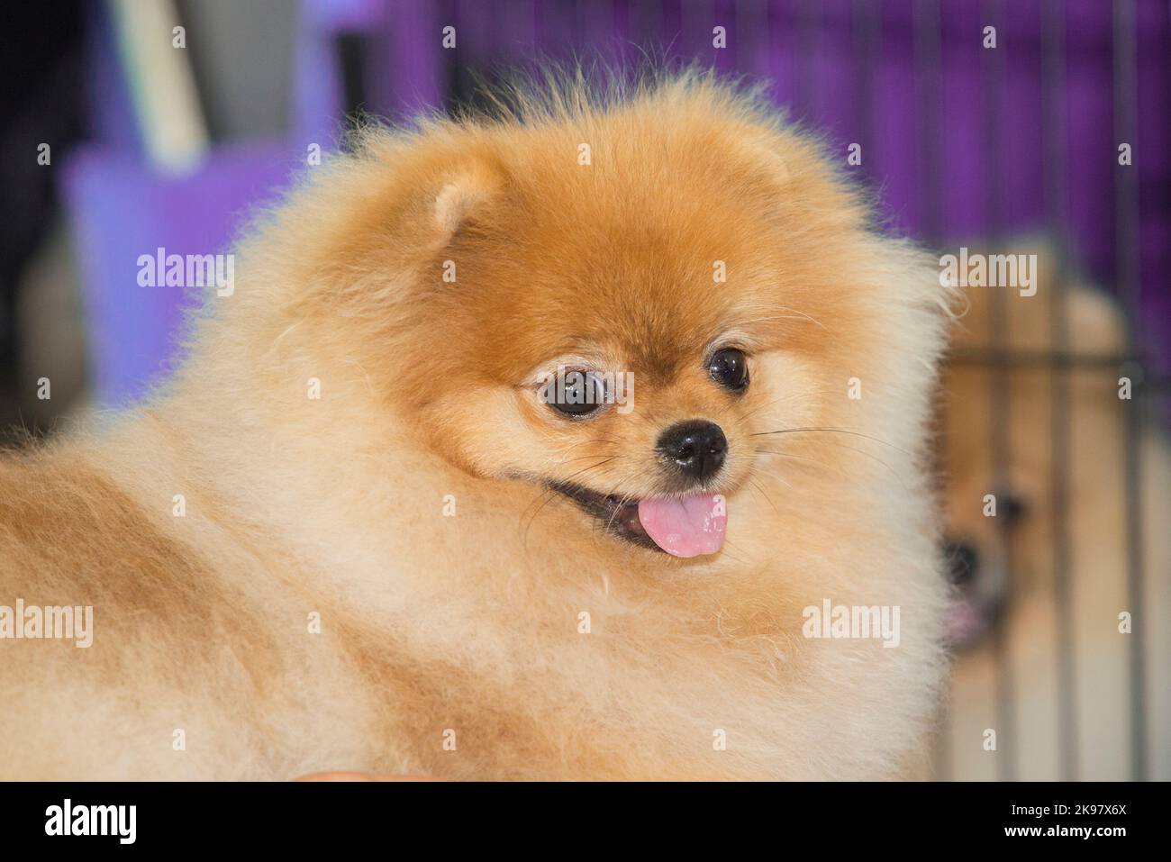 Cream colored pomeranian hi-res stock photography and images - Alamy