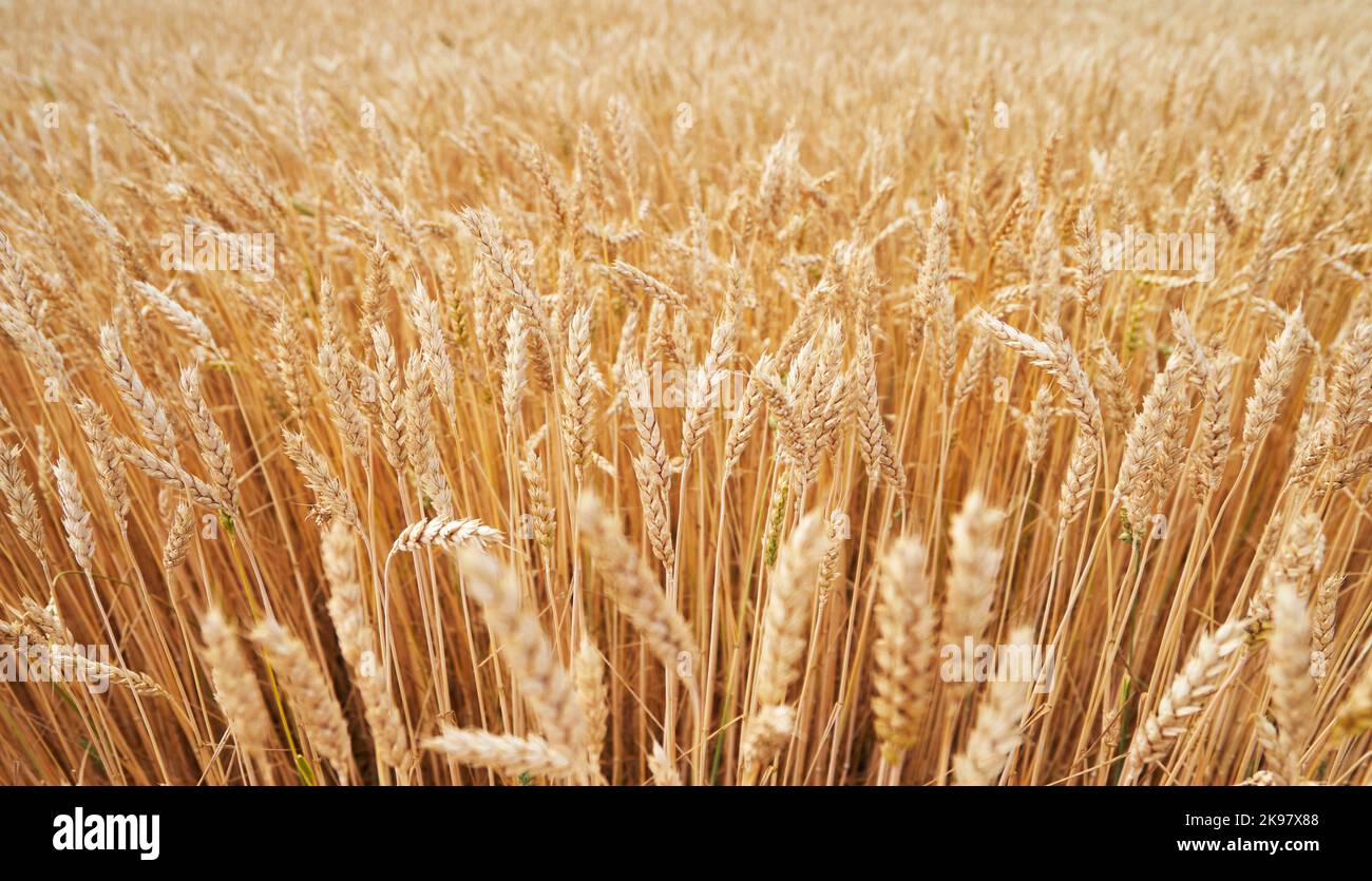 Ripe ears of wheat in a field in Russia. Stock Photo
