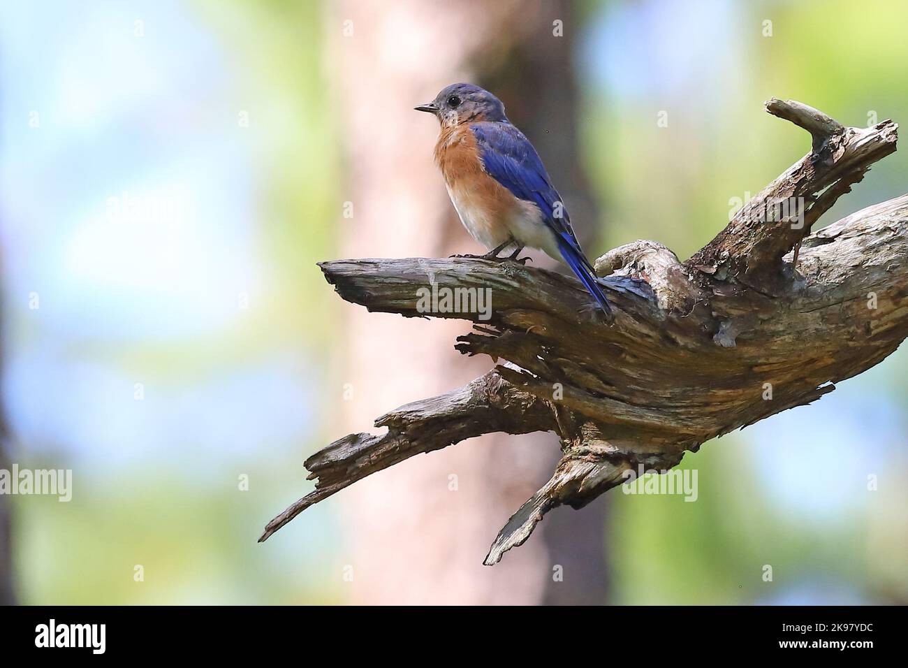 Eastern bluebird perched on a branch Stock Photo