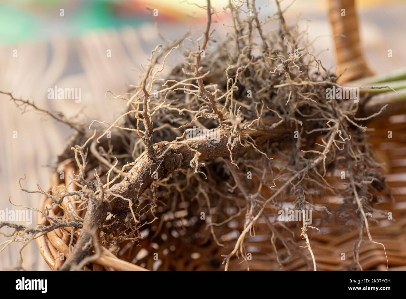 Valerian roots close-up. Collection and harvesting of plant parts for use in traditional and alternative medicine as a sedative and tranquilizer. Ingr Stock Photo