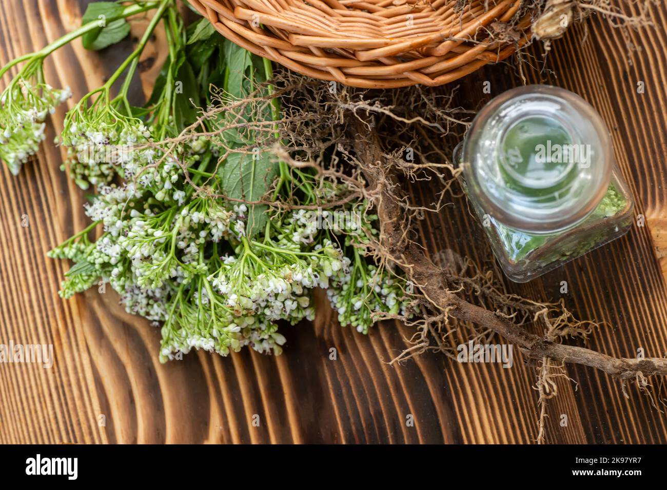Dried rhizomes and roots of valerian medicinal. Transparent jar with fresh valerian flowers. Ingredients for apothecary of natural herbal medicines Stock Photo