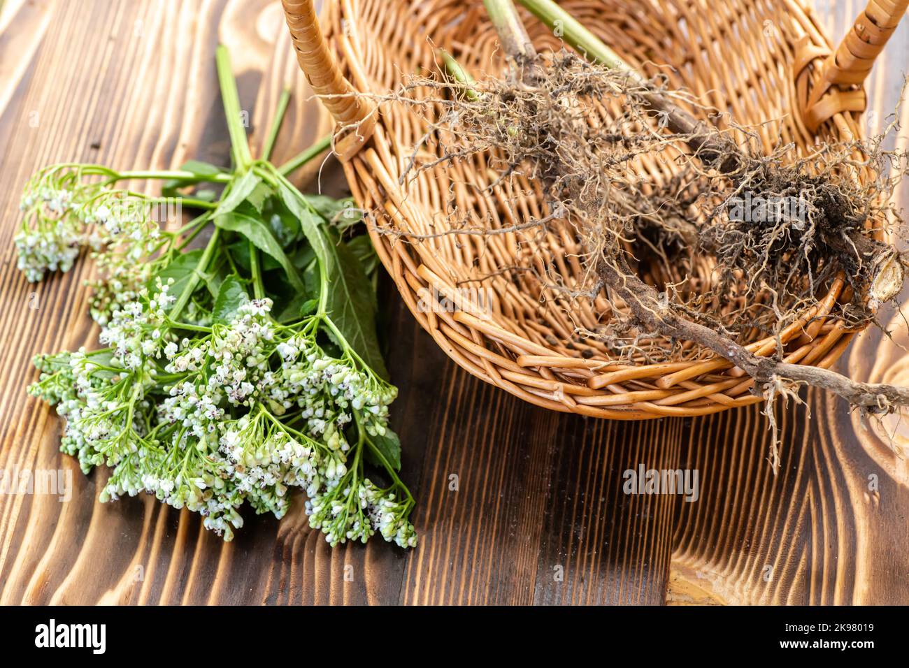 Fresh Valeriana officinalis flowers in wooden mortar. Valerian tablets among white flowers are on table. Used as an alternative to valium in natural m Stock Photo