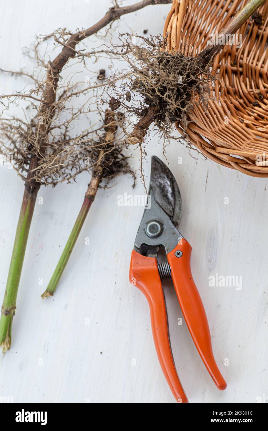 Freshly cut fresh valerian roots with plant pruner. Collection and harvesting of plant parts for use in traditional and alternative medicine as a seda Stock Photo