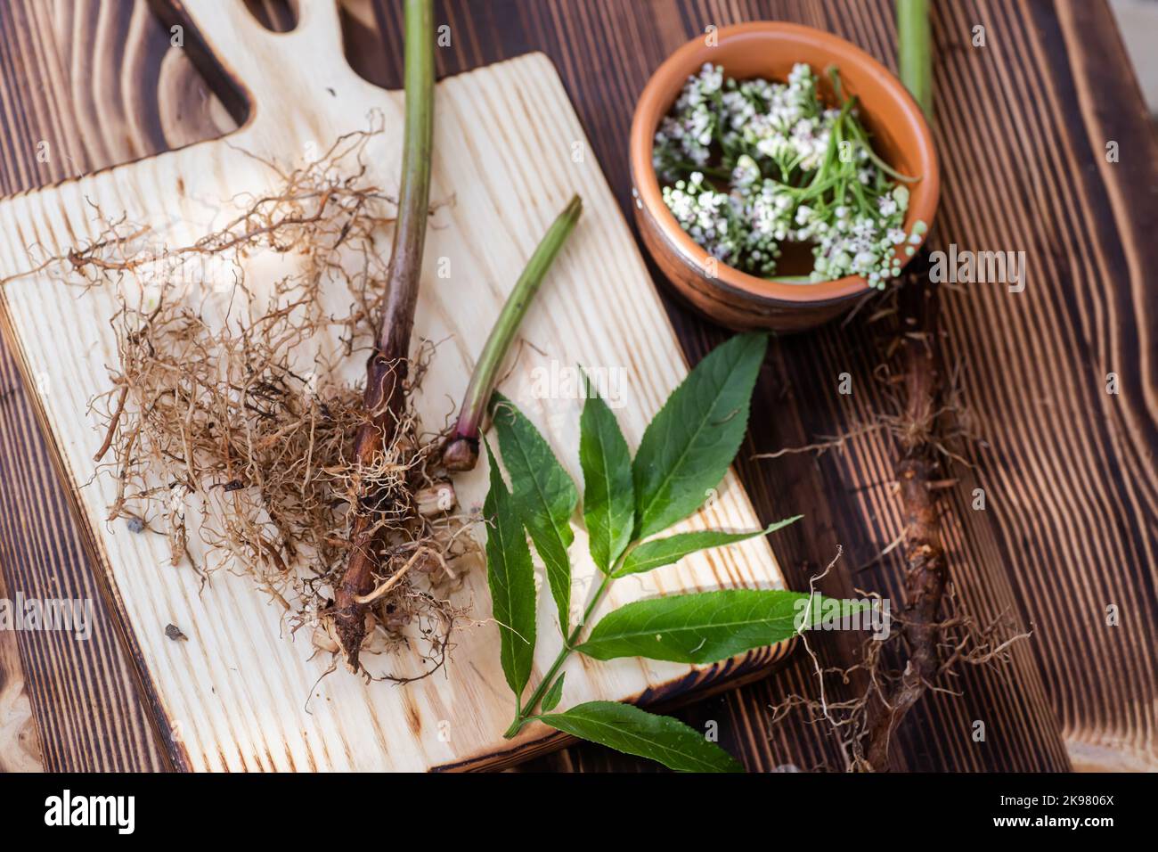 Valeriana roots, leaves and flowers. Collection and harvesting of plant parts for use in traditional and alternative medicine as a sedative and tranqu Stock Photo
