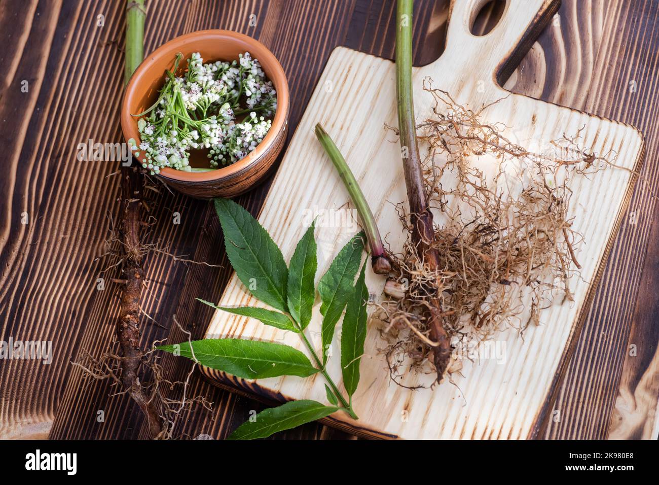 Valeriana roots, leaves and flowers close-up. Collection and harvesting of plant parts for use in traditional and alternative medicine as a sedative a Stock Photo