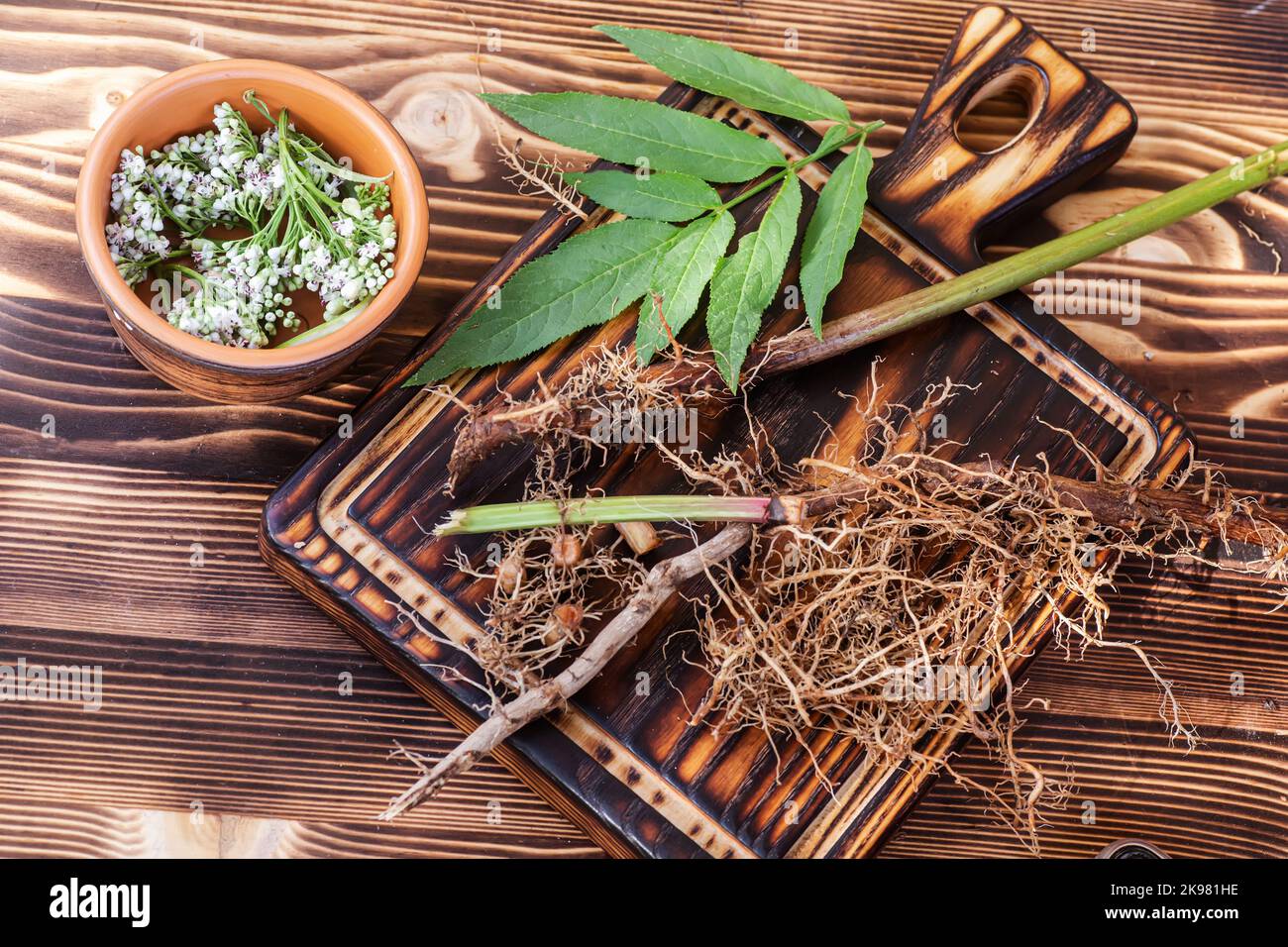 Valeriana roots, leaves and flowers. Collection and harvesting of plant parts for use in traditional and alternative medicine as a sedative and tranqu Stock Photo