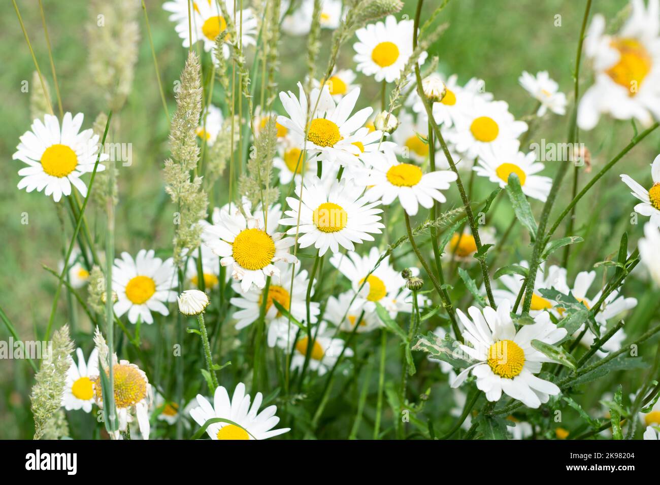 Wild daisy flower growing on meadow. Sunny garden white flowers background texture. Selective focus shallow DOF  Stock Photo