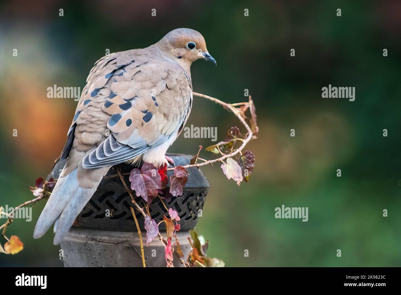 Mourning Dove in autumn Stock Photo