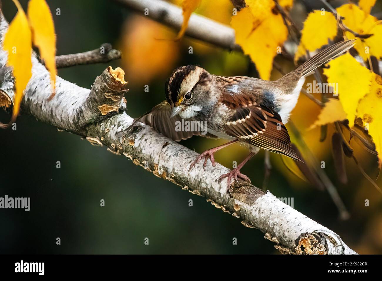 White-throated sparrow wing stretch in autumn foliage Stock Photo