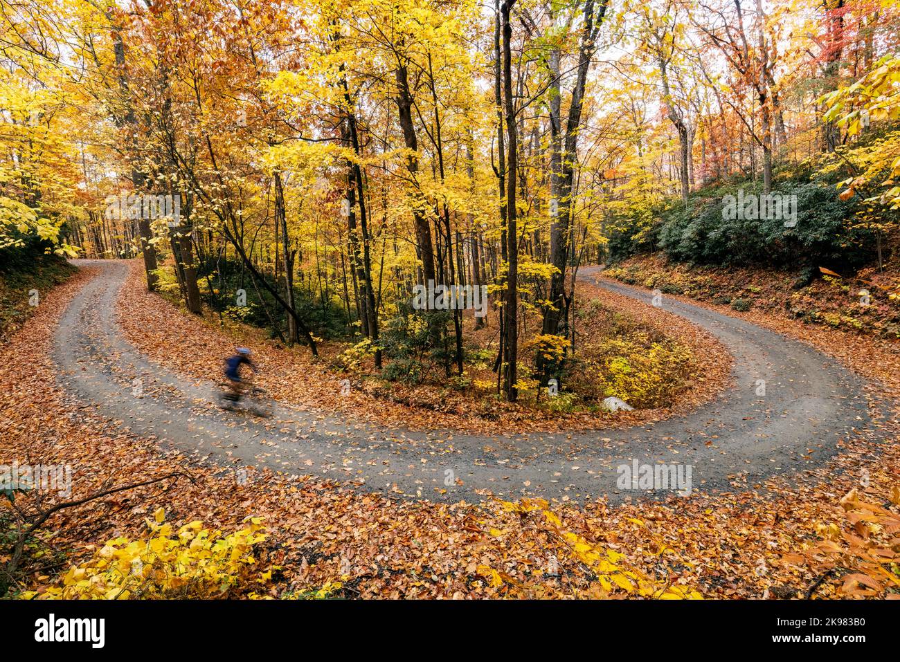 Cyclist on winding gravel road through vibrant fall foliage in Pisgah National Forest, Brevard, North Carolina, USA Stock Photo