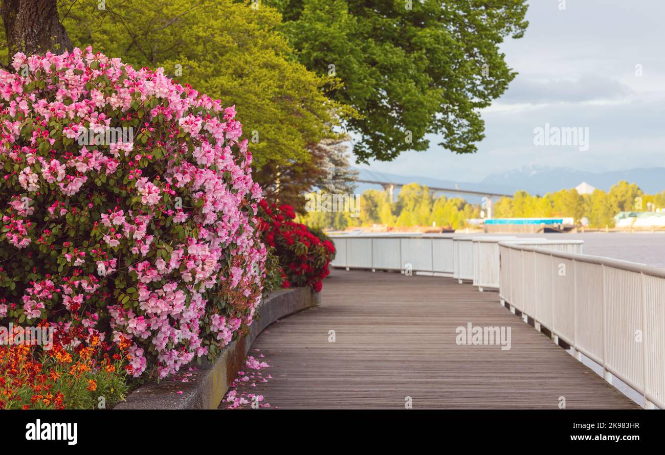 Wooden boardwalk along the river Stock Photo - Alamy