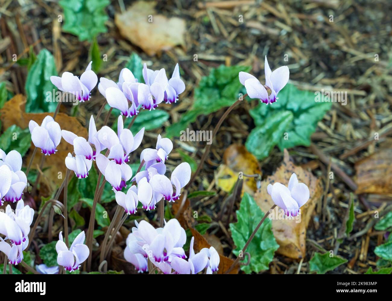 close-up of a group of pink flowering Cyclamen hederifolium, the ivy-leaved cyclamen or sowbread Stock Photo