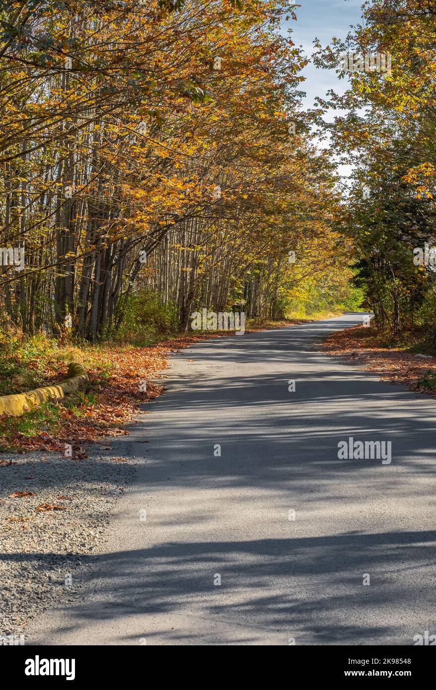 Autumn forest road leaves fall in ground landscape on autumnal background in November. Autumn forest scenery with road of fall leaves. Nobody, selecti Stock Photo
