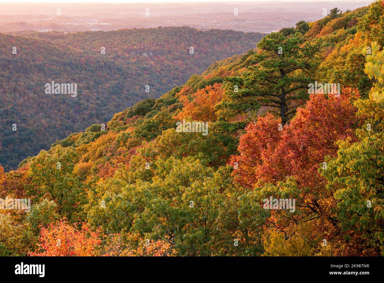 Setting sun sheds warm light illuminating the fall colors of the trees in Coopers Rock State Forest Stock Photo