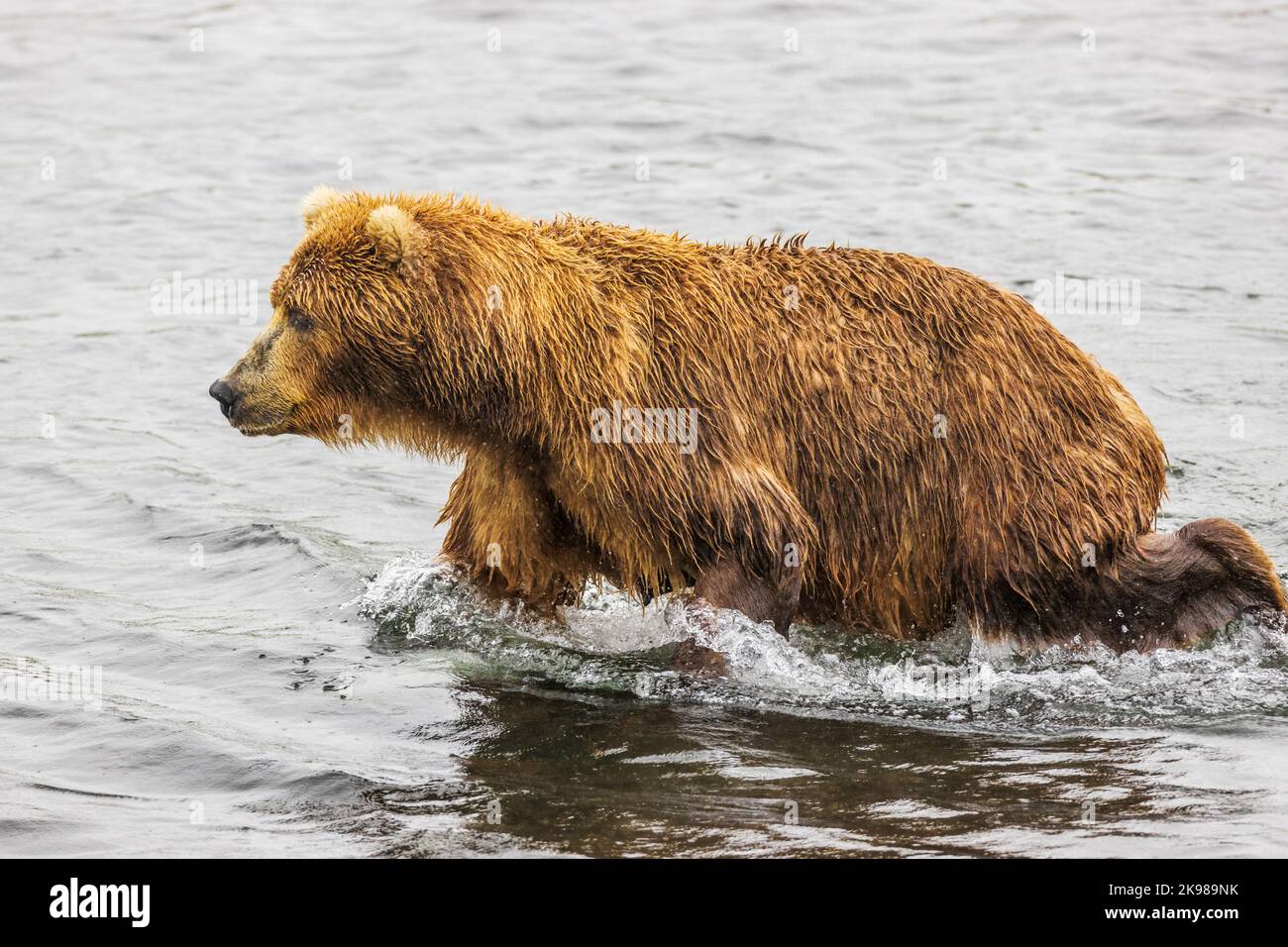 Adult Brown Bear; Ursus arctos middendorffi; fishing for spawning sockeye salmon; Grizzly Bear; Kodiak Island National Wildlife Refuge; Alaska; USA Stock Photo