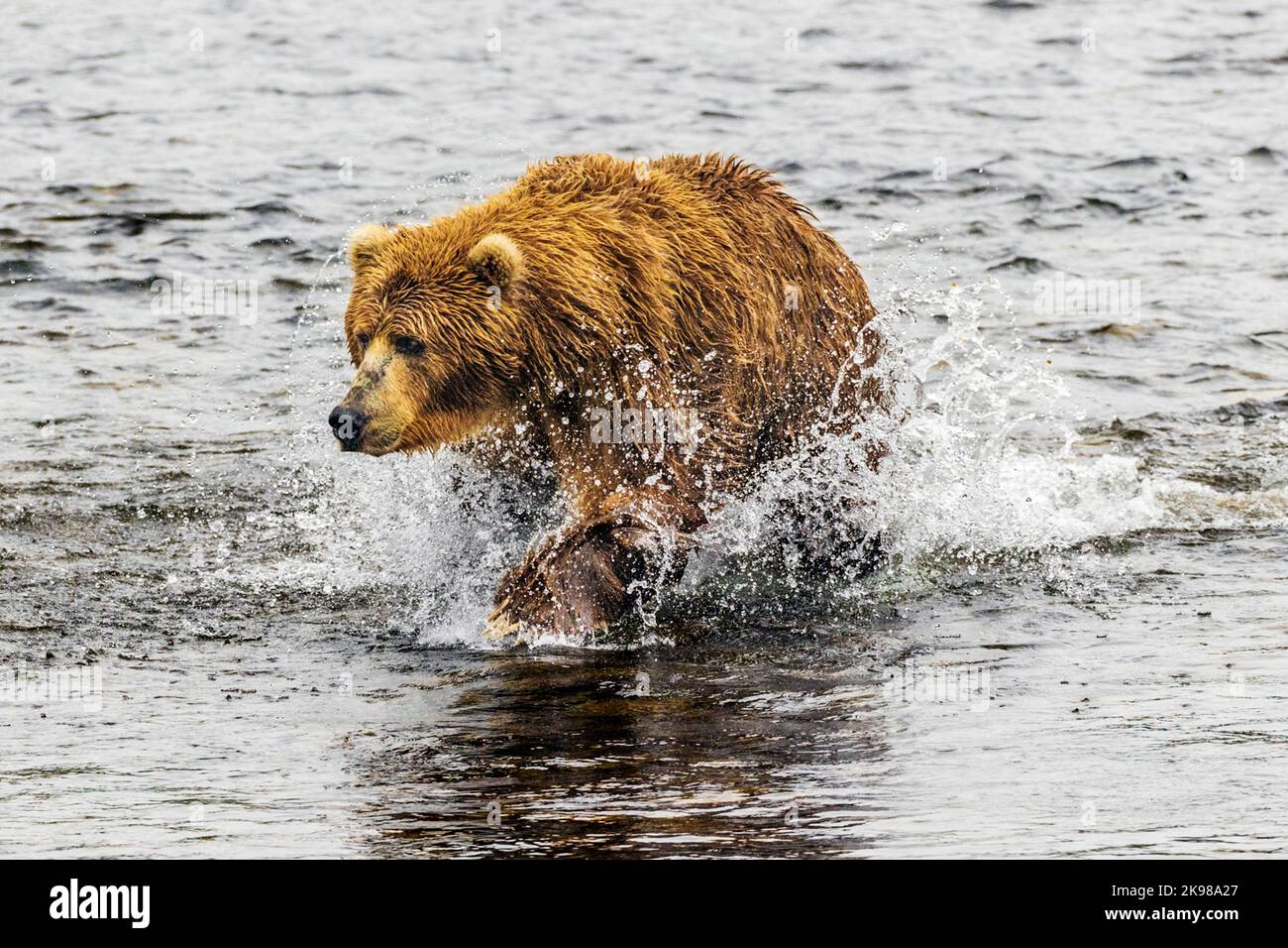 Adult Brown Bear; Ursus arctos middendorffi; fishing for spawning sockeye salmon; Grizzly Bear; Kodiak Island National Wildlife Refuge; Alaska; USA Stock Photo