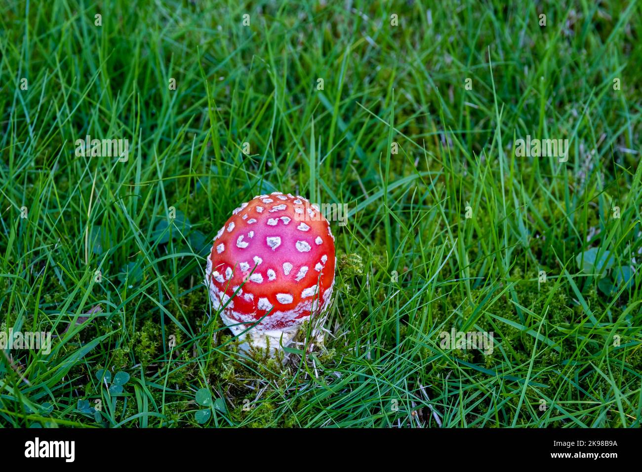 a round red toadstool on a green meadow Stock Photo