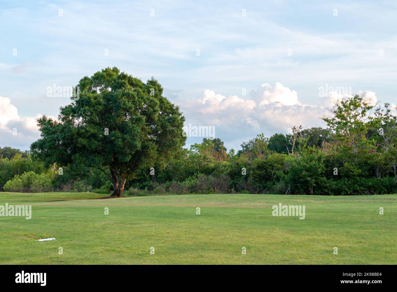A golf course green with vibrant low cut green grass and a large thick cypress tree covered in green leaves. The background is a blue sky with clouds. Stock Photo