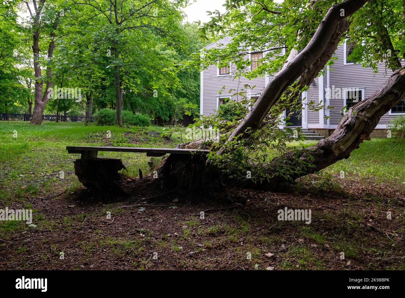 A wooden bench at the base of a large fallen maple leaf tree. There are mature trees, a black fence, and a tan colored wooden house in the background. Stock Photo