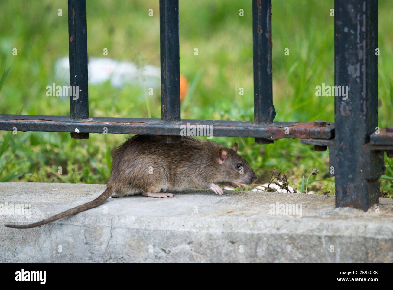 A rat is spotted outside New York City Housing Authority housing at the Farragut Houses in