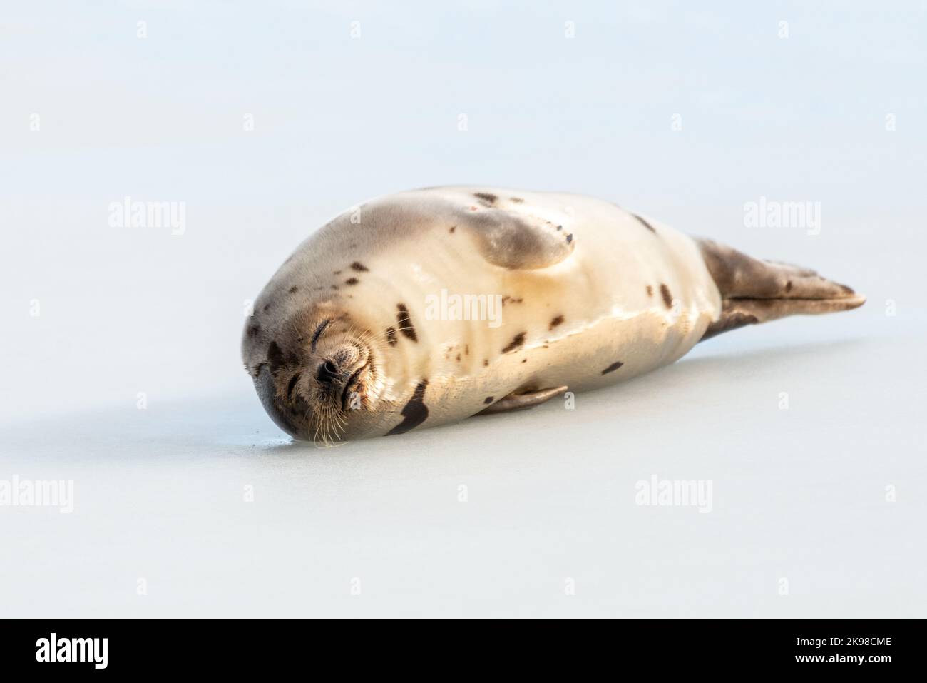 A small wild harbor harp seal pup laying on cold frozen ice in the North Atlantic Ocean. It is stretching its neck and flippers outward. Stock Photo