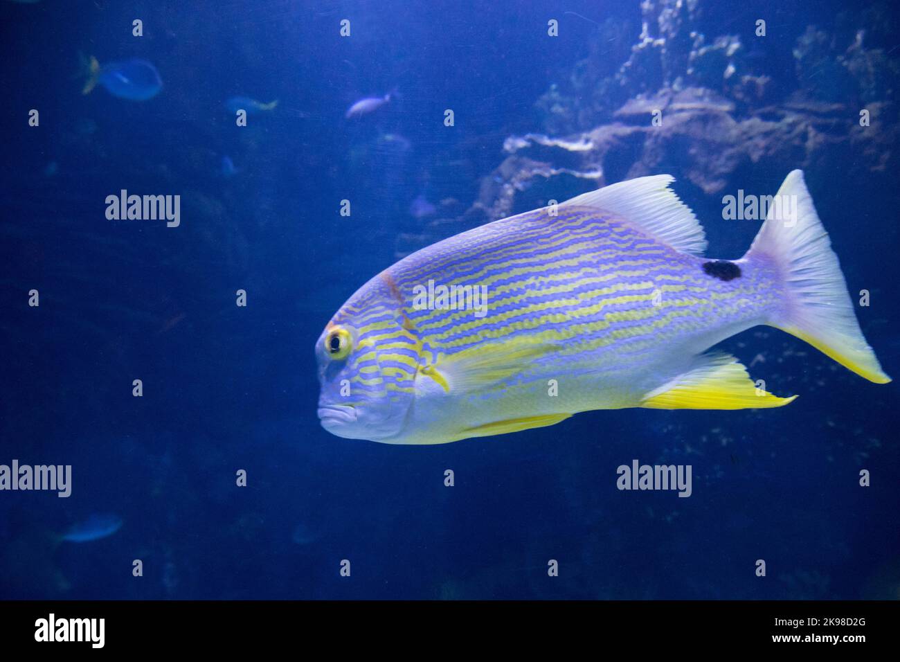 Sailfin snapper (Symphorichthys spilurus) Stock Photo