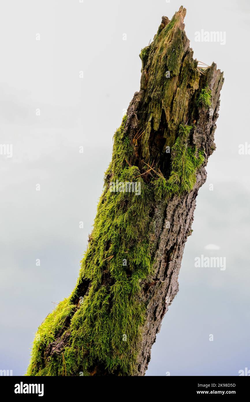 Mossy forest in the sunshine. The light shines through the leaves on the forest floor. Stock Photo