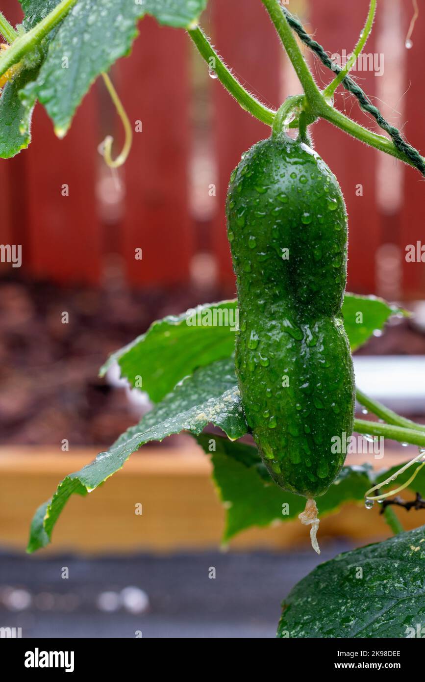 A single green cucumber hangs from a vine with large green leaves. The healthy long thin vegetable is in a hothouse growing in a pot. The skin on the Stock Photo
