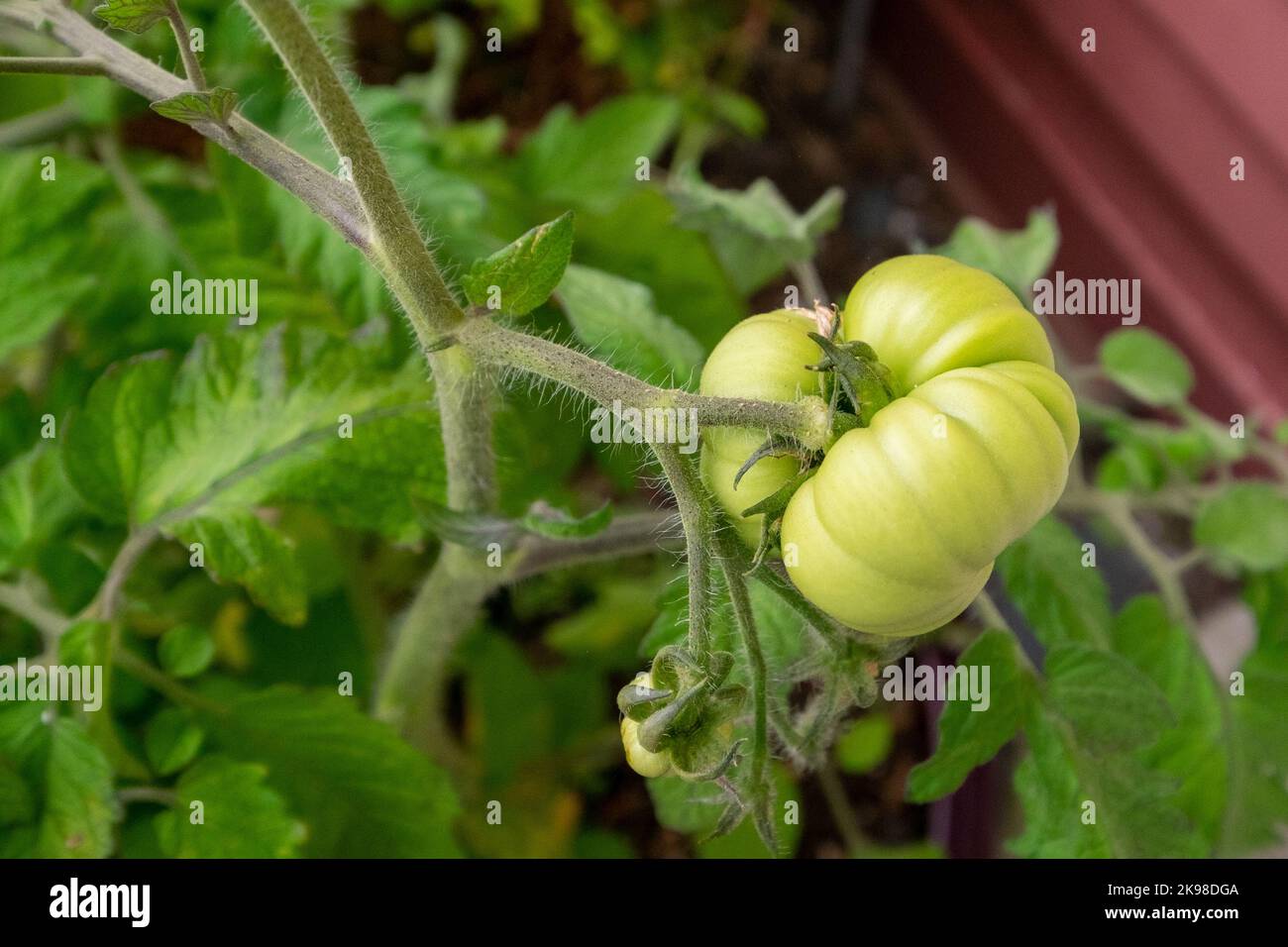 A single unripe green beef tomato hanging on a vine ripening. There are large deep green leaves