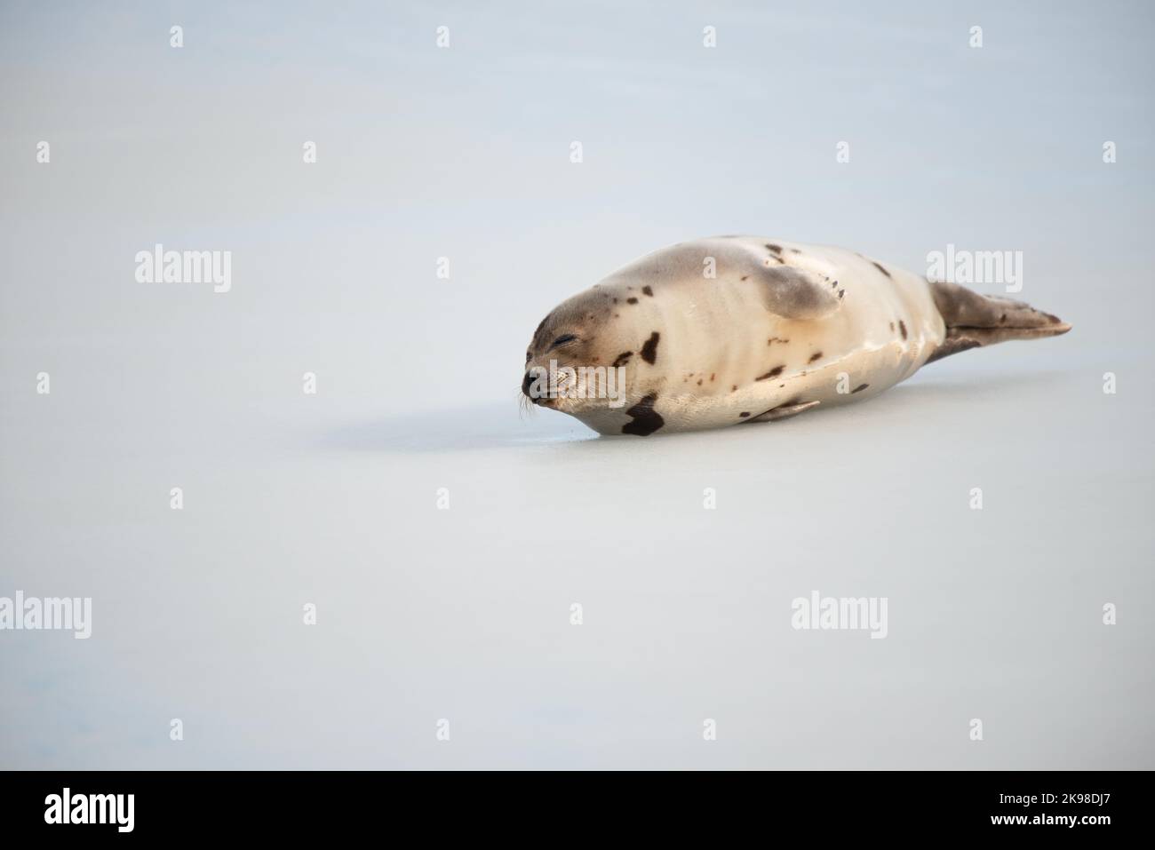 A small wild harbor harp seal pup laying on cold frozen ice in the North Atlantic Ocean. It is stretching its neck and flippers outward. The seal's t Stock Photo