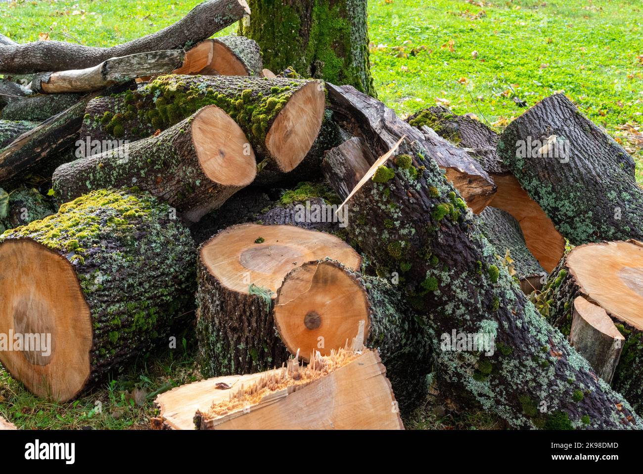 Sprucewood, firewood, is cut with a chainsaw, into firewood junks and stacked for burning as home heating. The pile lays on lush and green grass. Stock Photo