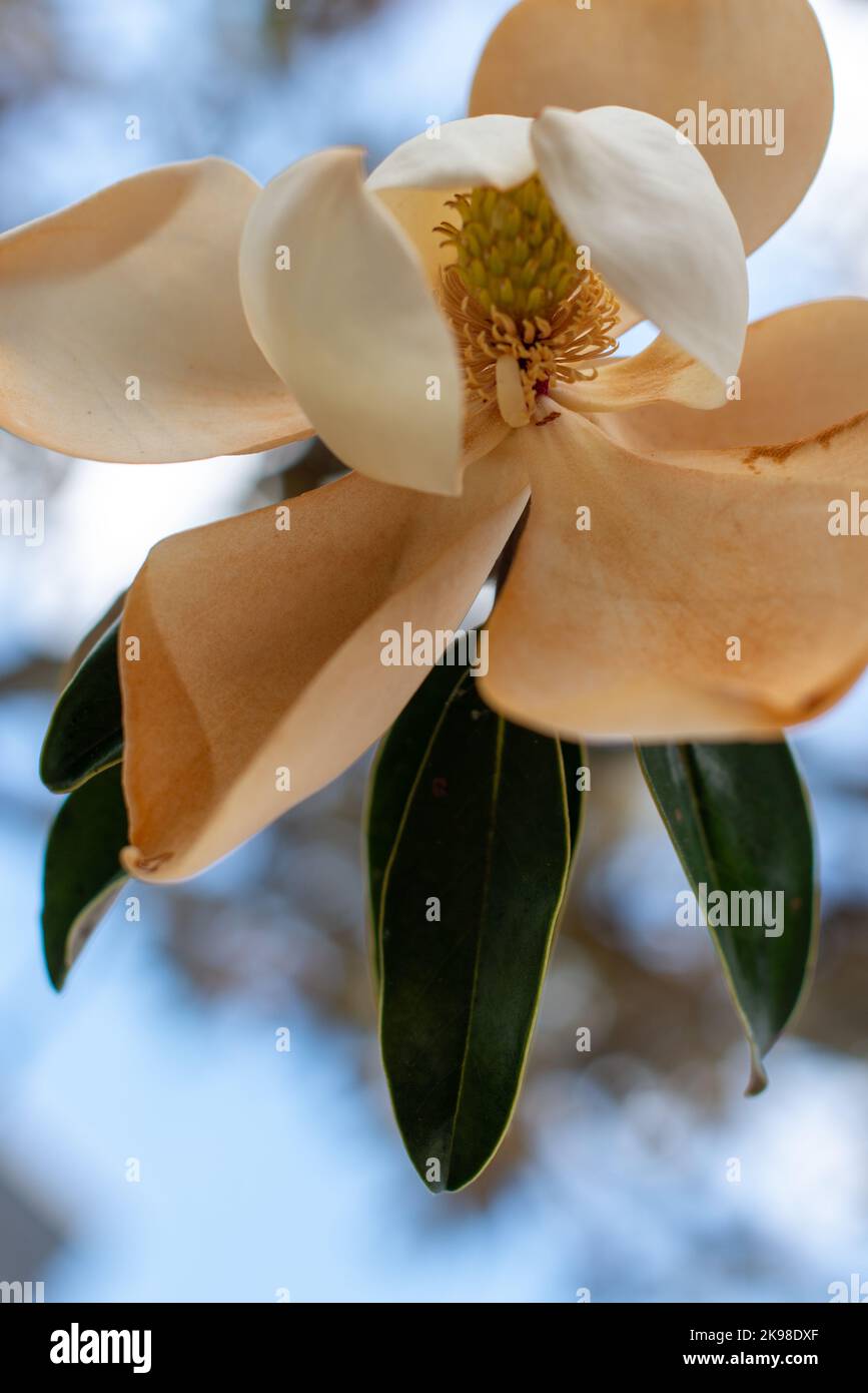 A closeup of a large white magnolia flower with bronze along the edge from age.The blossom has four cup or bowl shaped petals with large green leather Stock Photo