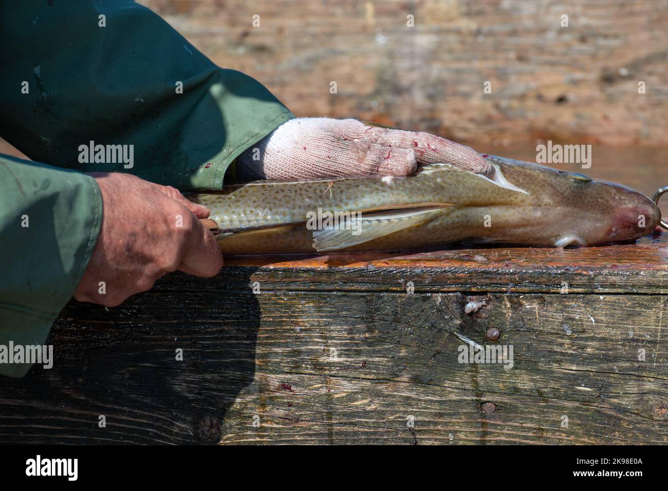Sharp knife for fish cut hi-res stock photography and images - Alamy
