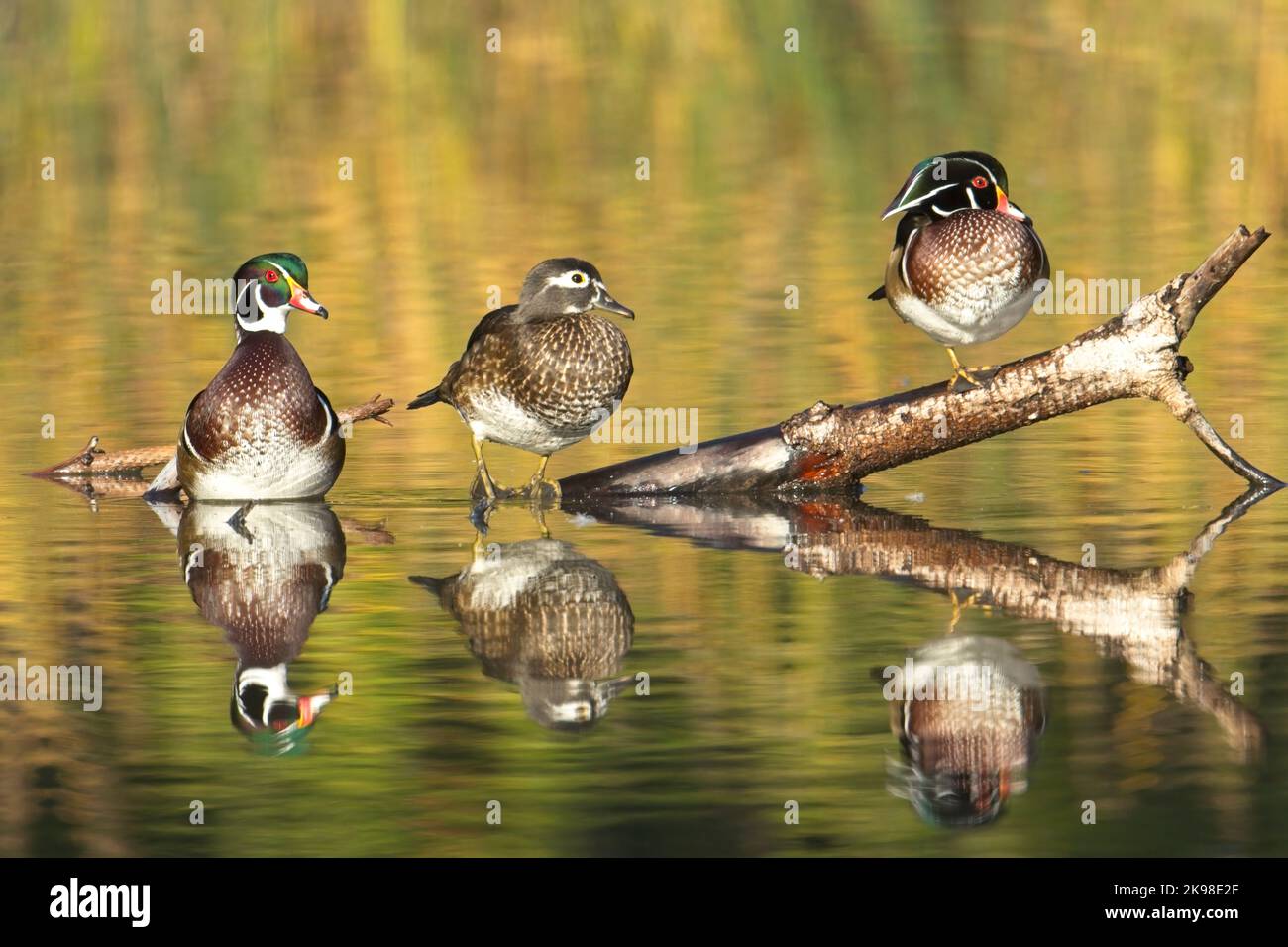 Three wood ducks, a female and two males, are perched on a log jutting out of the water in