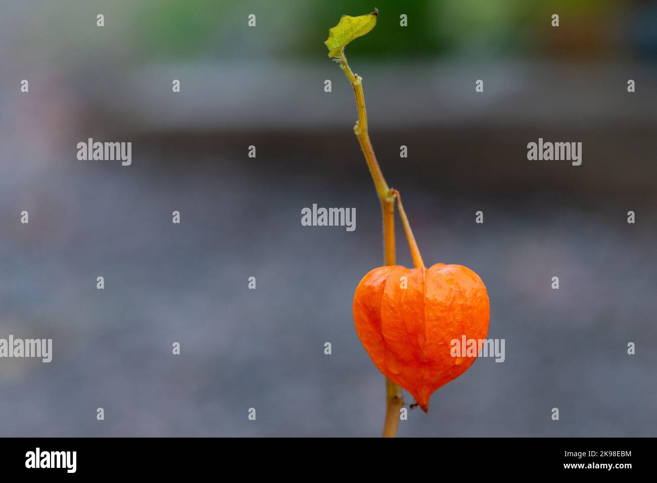 A close-up of a Chinese lantern flower known as a bladder cherry flower.  The bright orange star-shaped papery flower has thin skin.The vibrant orange Stock Photo