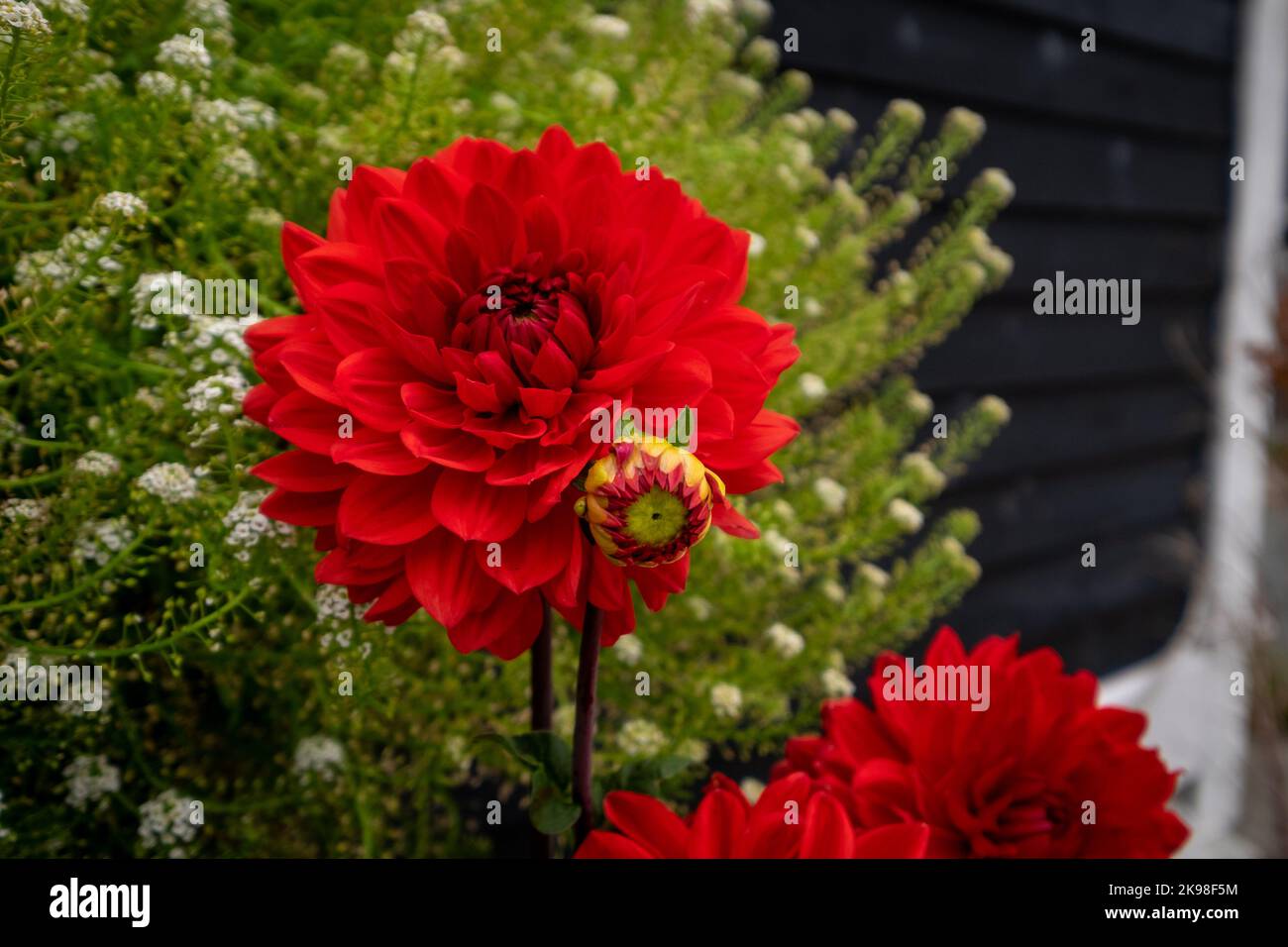 Large red dahlia outdoor flowers growing in a flower garden with a