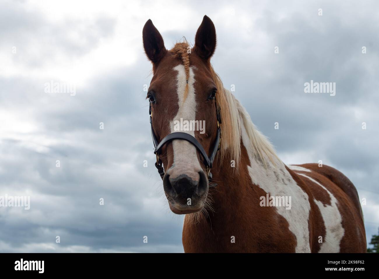 A large brown horse with a white mark down the middle of its head and a long white mane. The pinto horse is staring straight ahead with pointy ears. Stock Photo