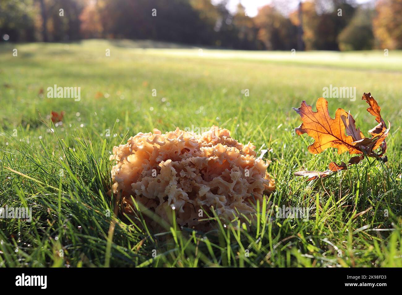 The edible wild mushroom, the Cauliflower Fungus, Sparassis crispa, growing in short grass next to its host tree Stock Photo