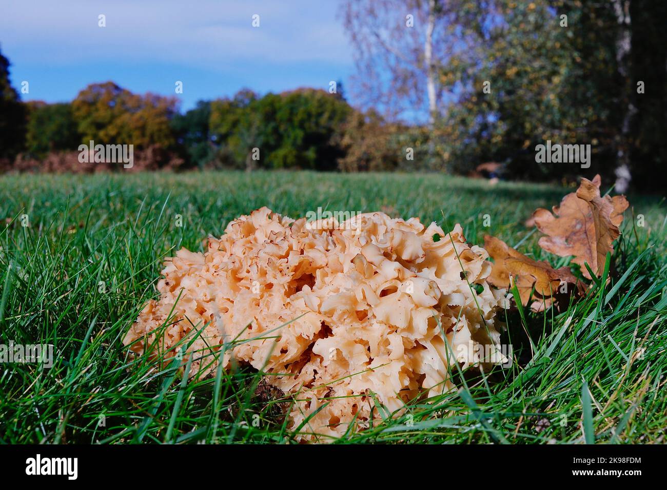 The edible wild mushroom, the Cauliflower Fungus, Sparassis crispa, growing in short grass next to its host tree Stock Photo