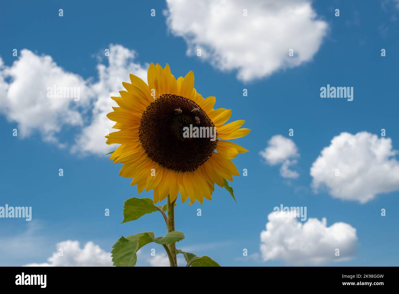 A large sunflower stretches towards the sun in a blue sky. There's a small fly on one of the pedals of the flower. The pedals are bright yellow. Stock Photo