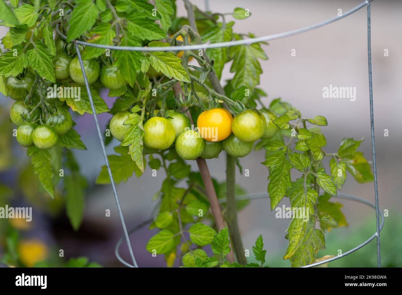 A bunch of unripe green cherry tomatoes hanging on a vine ripening. There are large deep green leaves with deep veins on the cultivated branch of home Stock Photo