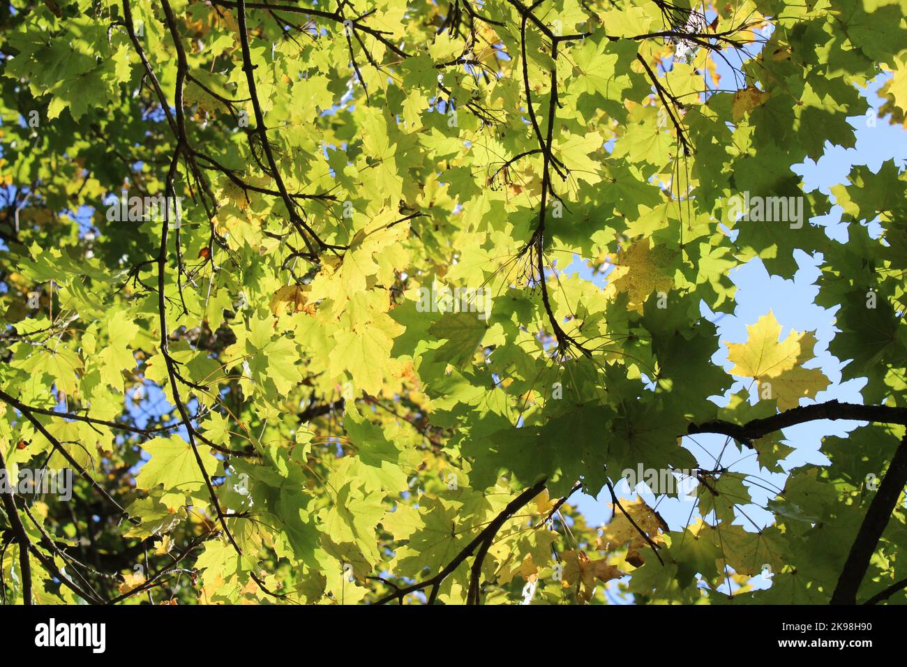 Sunlight Shining Through Green Norway Maple Leaves Stock Photo