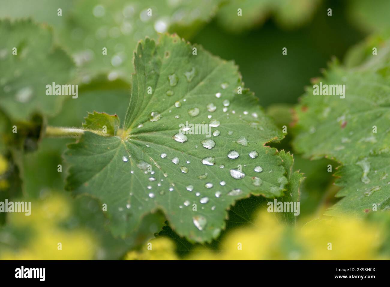 A single closeup of a lady's mantle leaf with multiple water droplets scattered on the lush plant. There are yellow tiny flowers in the background. Stock Photo