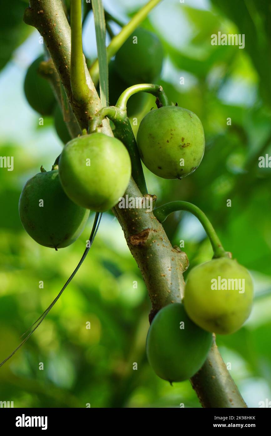 The fruit of Jatropha curcas fruits. Indonesian use the latex to stop bleeding Stock Photo