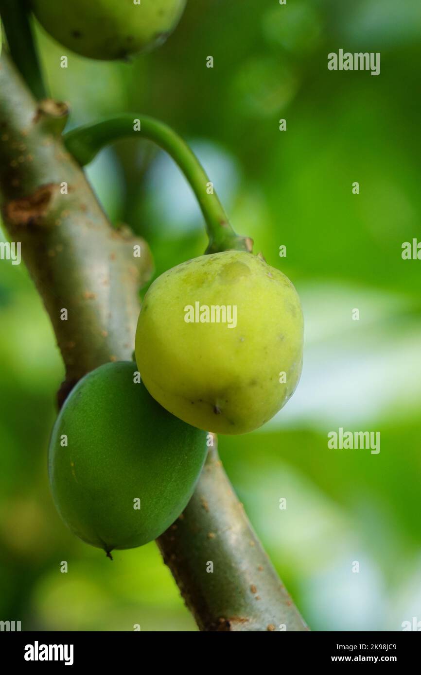 The fruit of Jatropha curcas fruits. Indonesian use the latex to stop bleeding Stock Photo Alamy