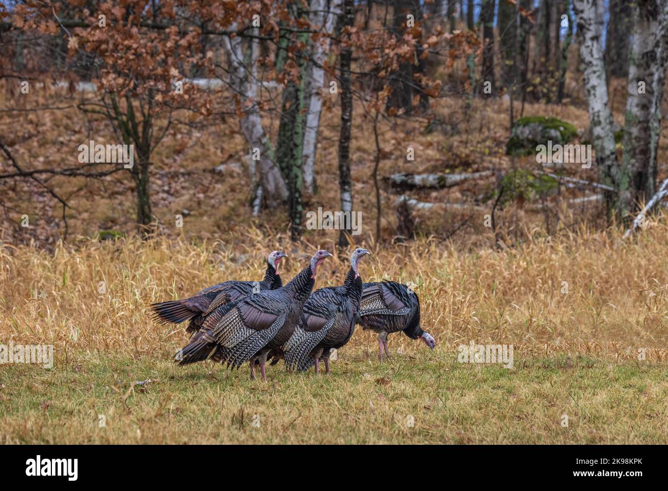 Tom turkeys on a autumn day in northern Wisconsin Stock Photo Alamy