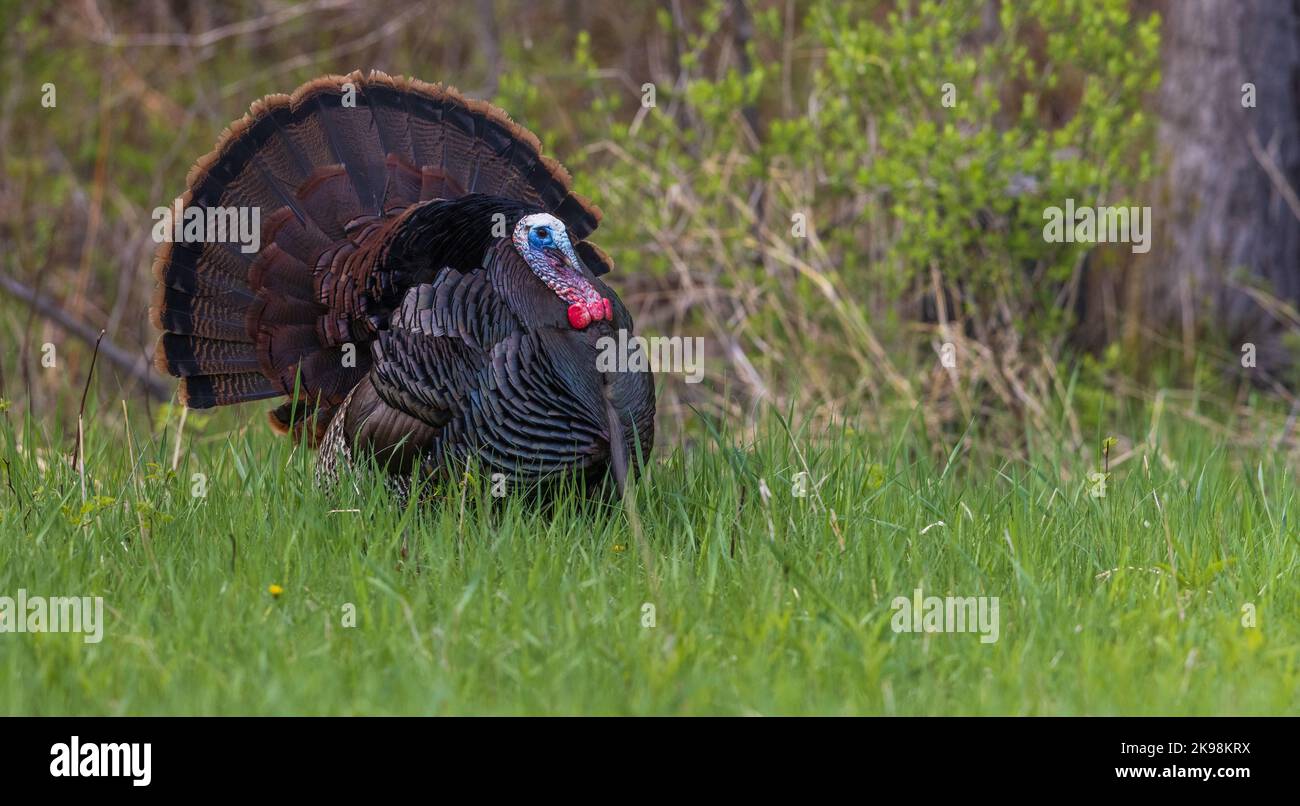 Tom turkey in northern Wisconsin Stock Photo Alamy