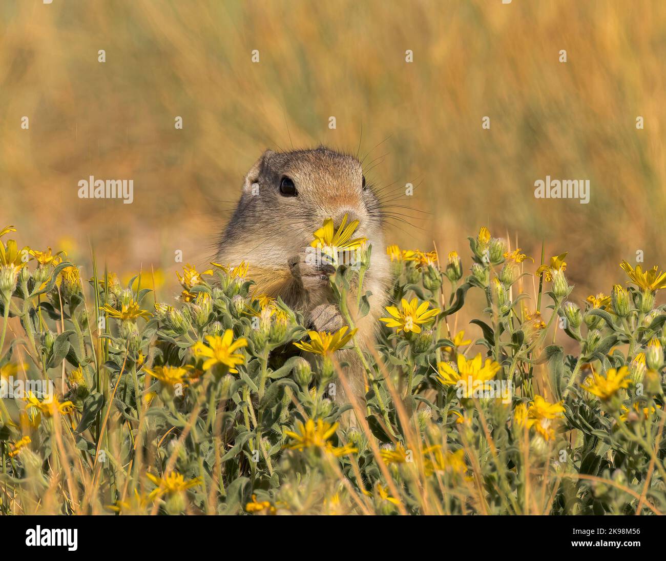 A Wyoming ground squirrel takes time to smell the flowers. Stock Photo