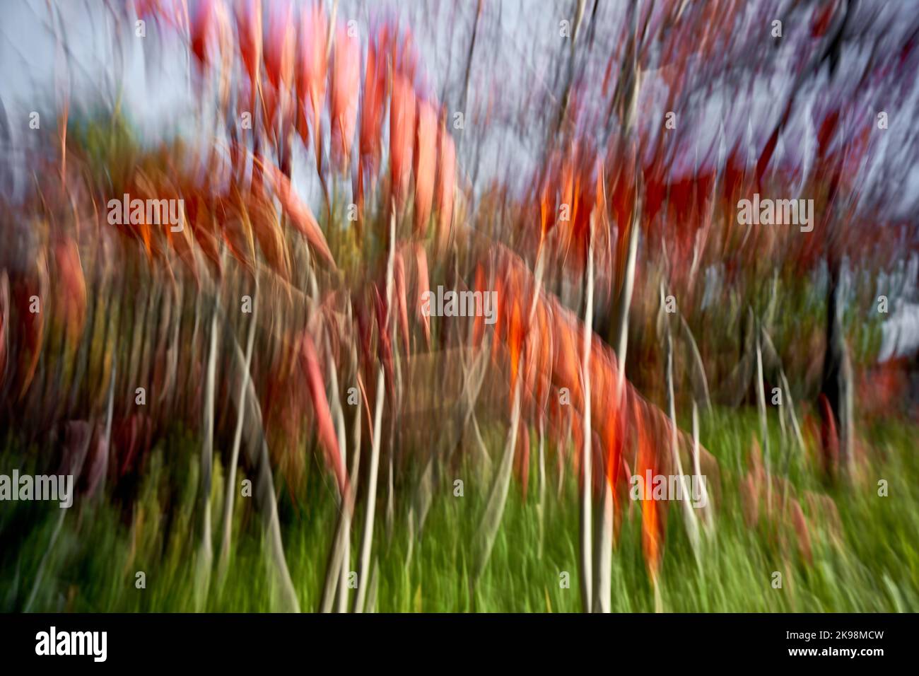 abstract images of movement in autumn gardens Stock Photo