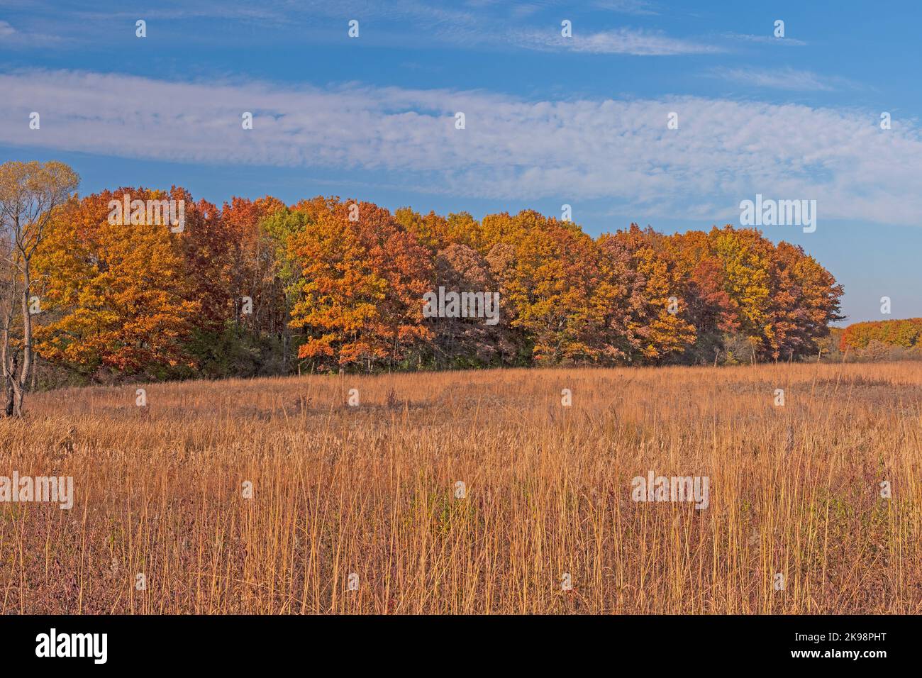 Colorful Trees Beyond a Tallgrass Prairie in Autumn in the Crabtree Nature Preserve in Illinois Stock Photo